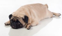 idealvægt hunde