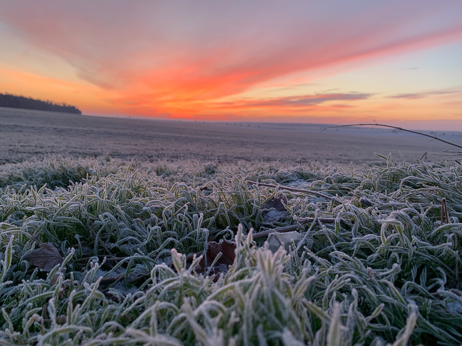 green plant field during sunset